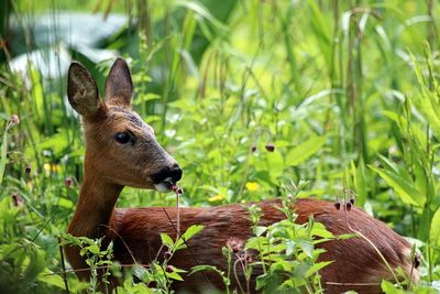 Close-up of deer on grass