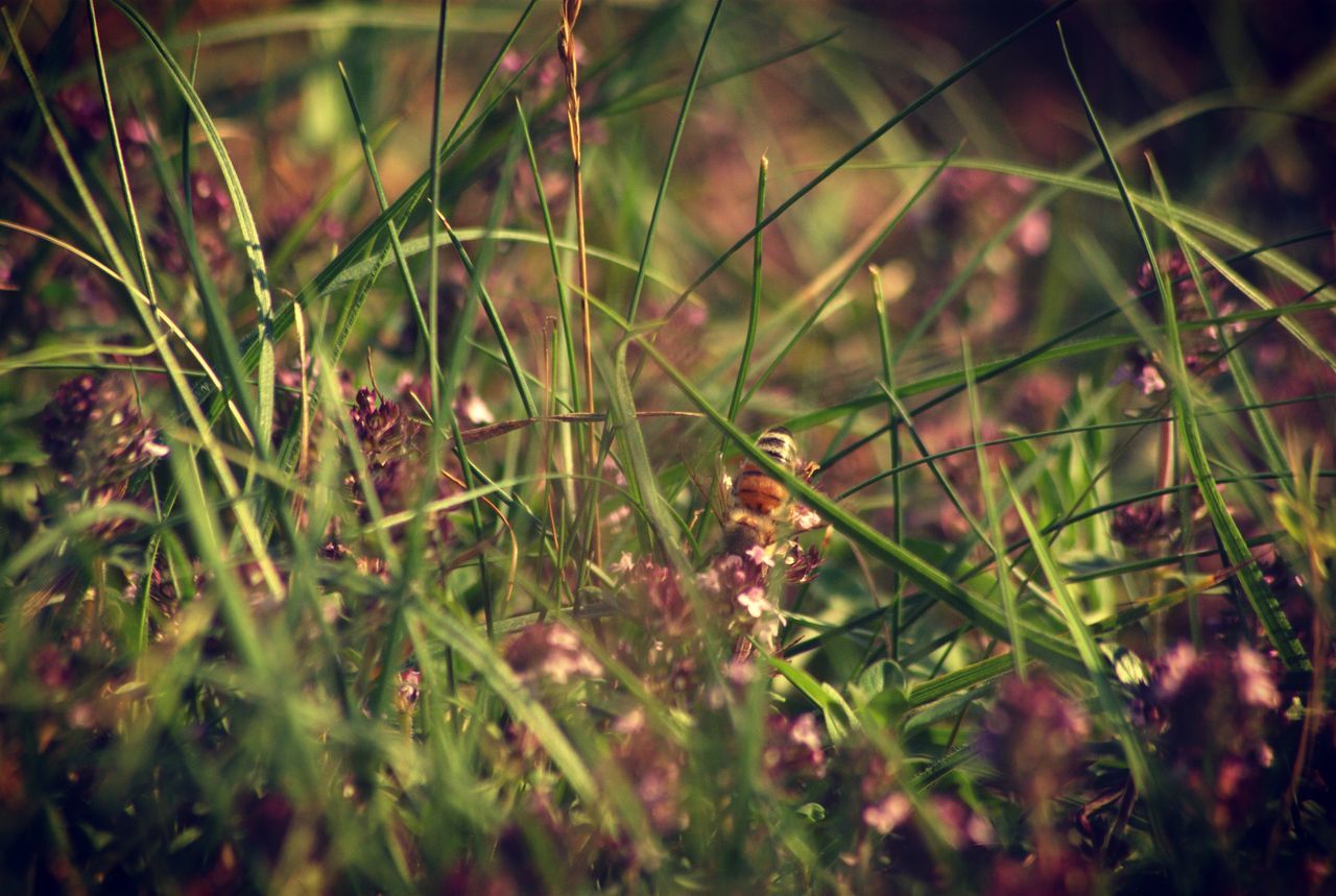 plant, growth, selective focus, green color, grass, nature, field, close-up, beauty in nature, day, no people, land, animals in the wild, outdoors, animal wildlife, freshness, invertebrate, sunlight, one animal, animal