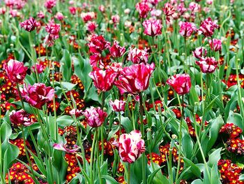 Close-up of pink flowering plants