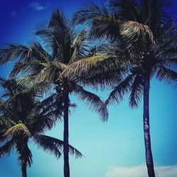 Low angle view of palm trees against blue sky