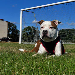 Portrait of dog on field against sky