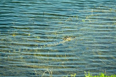 High angle view of alligator swimming in sea in florida usa