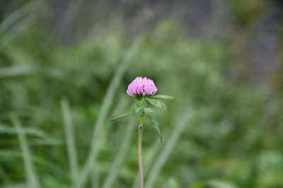 Close-up of pink flower