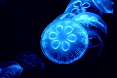 Close-up of jellyfish against blue background