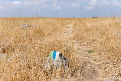 Dry grass on field against sky