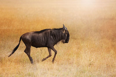 Side view of horse running on field