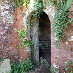 Ivy growing on brick wall