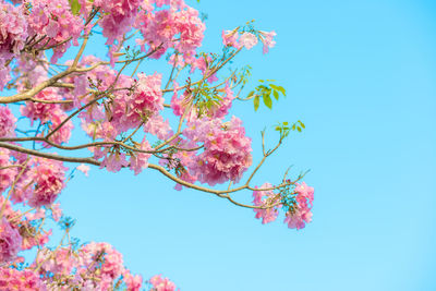 Low angle view of cherry blossom against blue sky