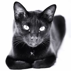 Close-up portrait of cat against white background