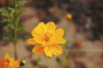 Close-up of yellow flowers