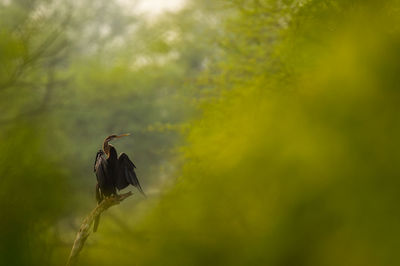 Bird on branch of tree