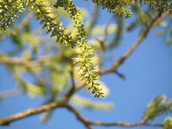 Low angle view of flower tree against blue sky