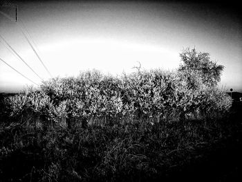 Plants growing on field against clear sky