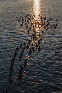 Ducks swimming in lake