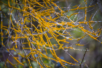 Close-up of dry leaves on branch