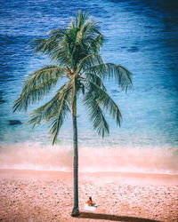 Palm trees on beach against sky