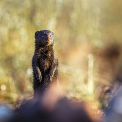 Close-up of meerkat