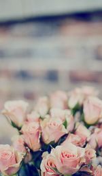 Close-up of pink roses