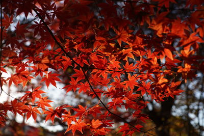 Close-up of maple leaves on tree during autumn