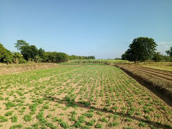 Scenic view of field against clear sky