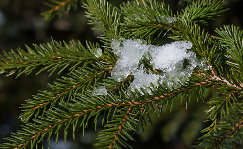 Close-up of frozen pine tree during winter