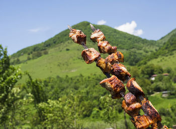 Close-up of fungus growing on mountain against sky