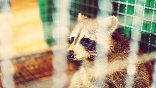 Close-up of an animal looking away