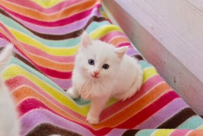 Portrait of cat resting on bed