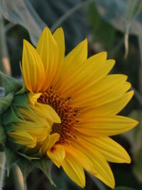 Close-up of yellow flower blooming outdoors