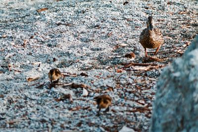 Bird with young ones