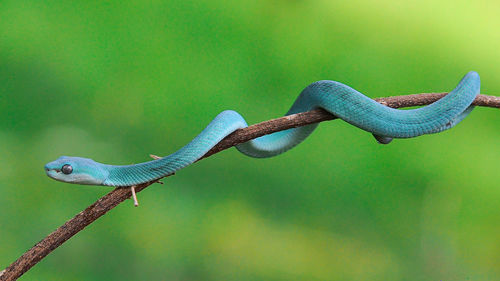 Close-up of snake viper  on metal