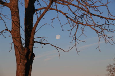 Low angle view of bare tree against sky