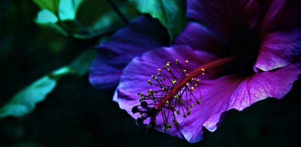 Close-up of purple flower