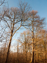 Low angle view of bare trees against sky