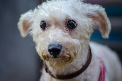 Close-up portrait of dog