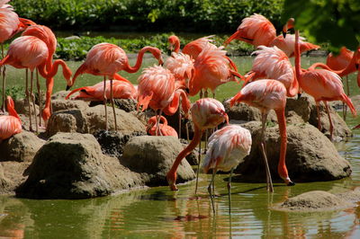 Flock of flamingos in a lake