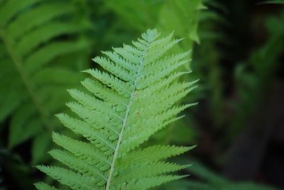 Close-up of fern