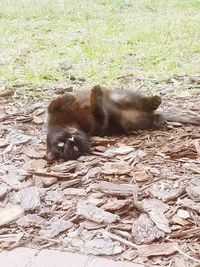 Cat lying on grass