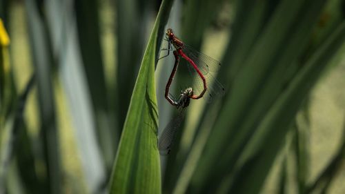Close-up of insect on leaf