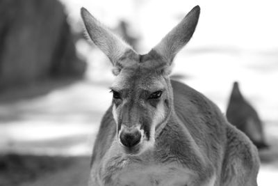 Close-up portrait of deer