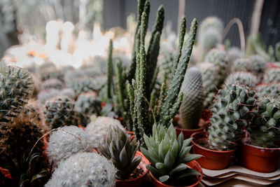 Close-up of pineapple plants