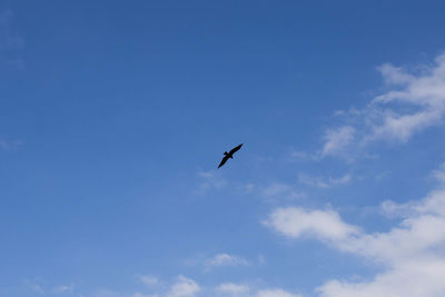 Low angle view of bird flying in sky