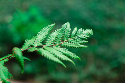 Close-up of fresh green leaves on tree