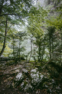 Trees in forest