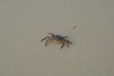 Close-up of crab on sand at beach