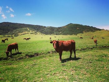 Cows grazing on field against clear sky