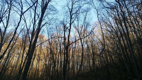 Low angle view of bare trees in forest