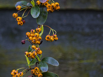 Close-up of orange fruits on plant