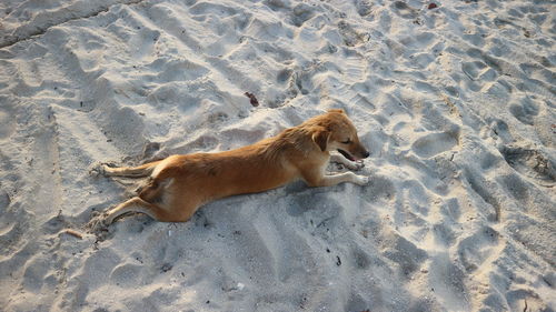 High angle view of a dog on beach