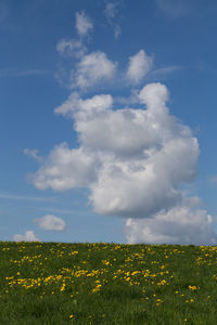 Scenic view of grassy field against sky